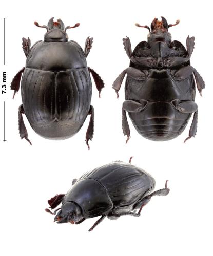 Margarinotus merdarius